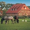 Bauernhof mit Pferden in der Region Mittelweser