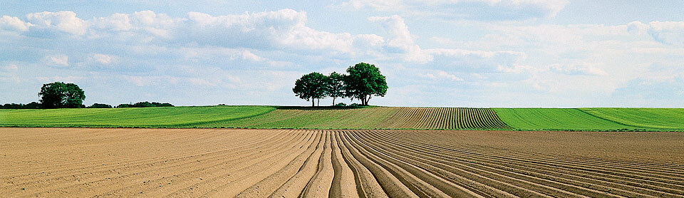 Spargelfeld bei Diesten © TourismusMarketing Niedersachsen GmbH