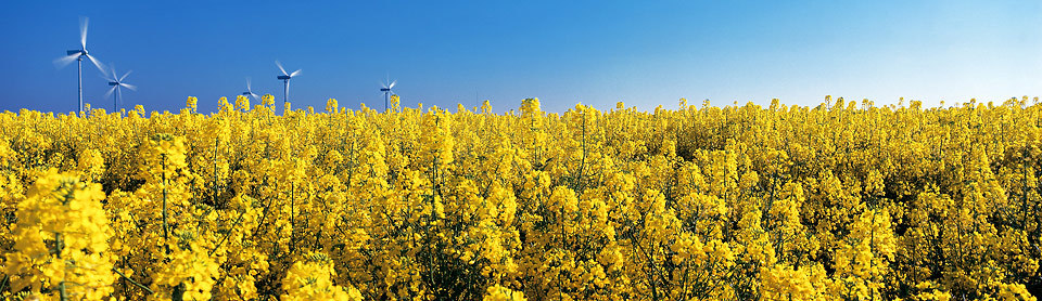 Rapsfeld mit Windkrafträdern bei Pilsum © TourismusMarketing Niedersachsen GmbH