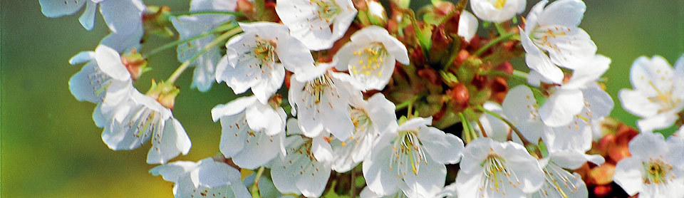 Obstbaumblüte bei Twielenfleet © TourismusMarketing Niedersachsen GmbH