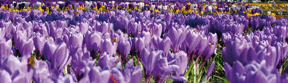 Gut Altenkamp Krokusblüte © Papenburg Tourismus GmbH (PTG) 