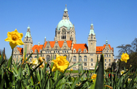 Narzissen vor dem Neuen Rathaus in Hannover