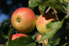 Äpfel am Baum