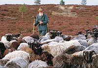 Schäfer mit Heidschnucken-Herde in der Lüneburger Heide