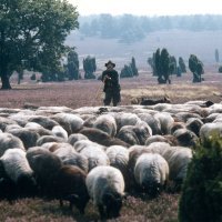 Celler Land: Heidschnucke