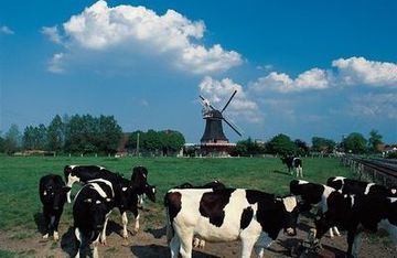 Friesische Windmühle mit Kuhherde in Fulkum bei Dornum