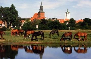 Verden: Pferde vor der Stadt