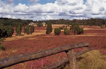 Naturschutzpark Lüneburger Heide