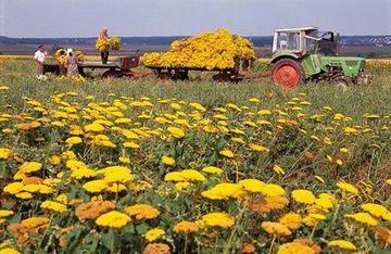 Menschen beim Blumenpflücken (Schafgarbe) in einem der größten Trockenblumenfelder