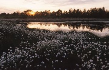 Wollgrasblüte im Oldenburger Münsterland