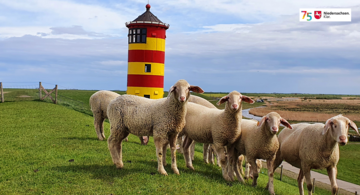 Fotokalender 75 Jahre Niedersachsen; Die ersten Schafe auf dem Deich am Pilsumer Leuchtturm