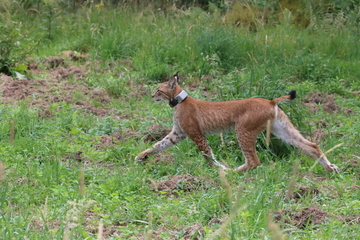 Luchs mit Tracker am Halsband bei der Auswilderung