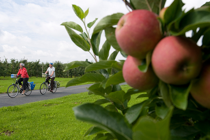 Zwei Radfahrer auf weinem Radweg, im Vordergrund Äpfel am Baum, im Hintergrund eine Obstplantage