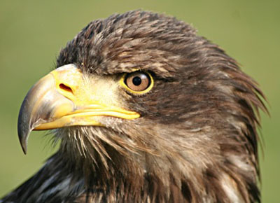 Seeadler