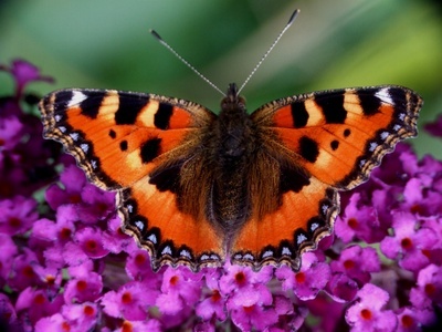 Schmetterling