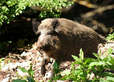 Wildschwein