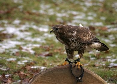 Bussard