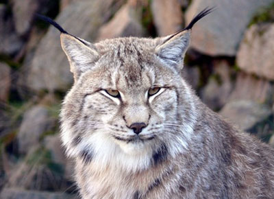 Luchs