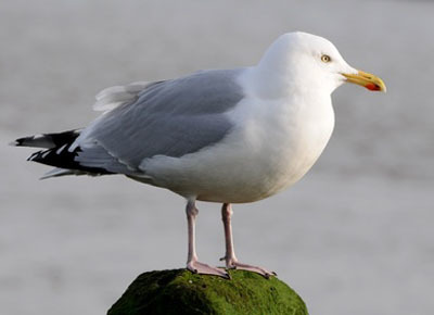 Möwe