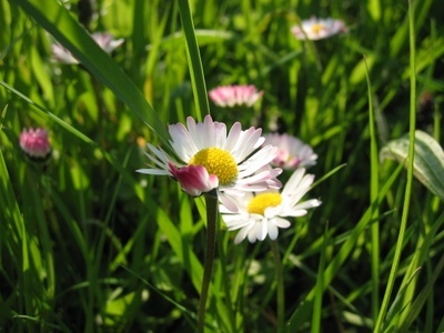 Gänseblümchen