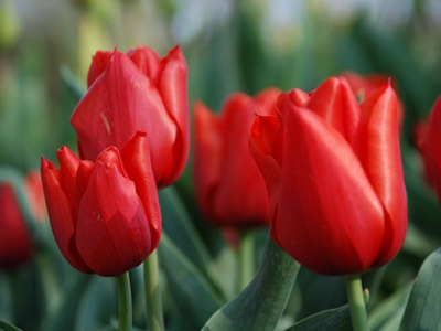 Tulpe