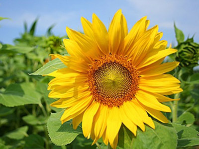 Sonnenblume