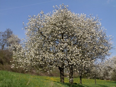 Kirschbaum