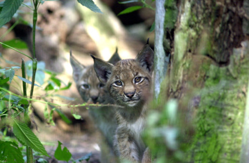 Wildpark Schwarze Berge