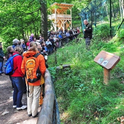 Luchsgehege an den Rabenklippen (Harz)