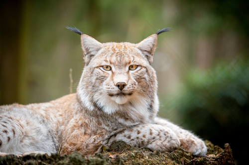 Luchs im Wildpark Lüneburger Heide