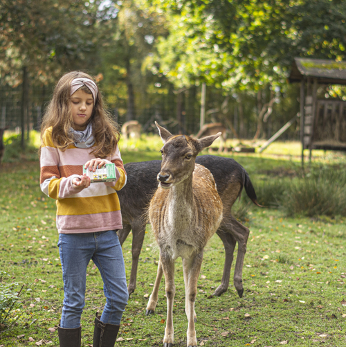 Damwild im Wildpark Müden