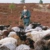 Schäfer mit Heidschnucken-Herde in der Lüneburger Heide