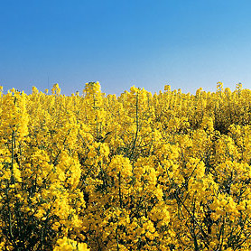 Rapsfeld mit Windkrafträdern bei Pilsum © TourismusMarketing Niedersachsen GmbH