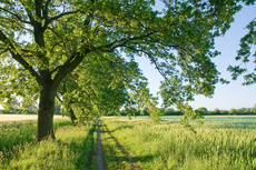 Feldweg in Niedersachsen