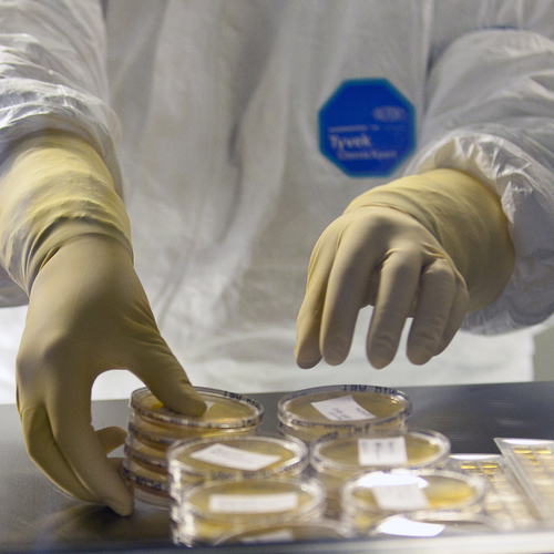Symbolbild: Eine Forscherin nimmt Petrischalen in die Hand.
