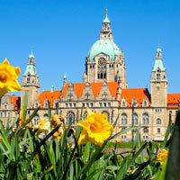 Narzissen vor dem Neuen Rathaus in Hannover