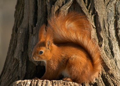 Eichhörnchen