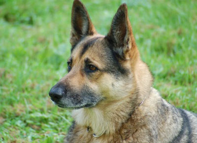 Hund